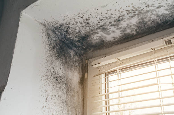 Affordable Basement Mold Removal solutions in Williamstown, NJ