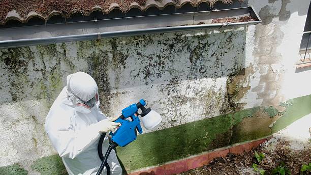Top rated local Basement Mold Removal specialists in Williamstown, NJ